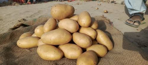 Fresh Potatoes