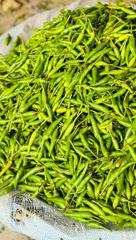 Green Chilli